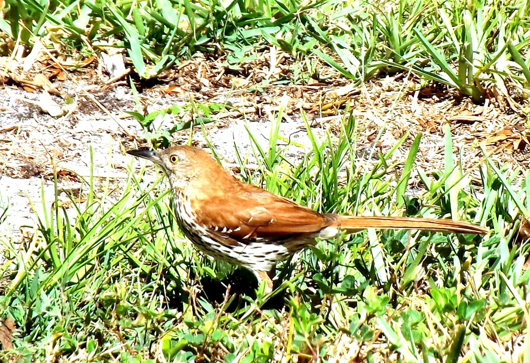 Wildlife Moment Jan 31 Brown thrasher shadows